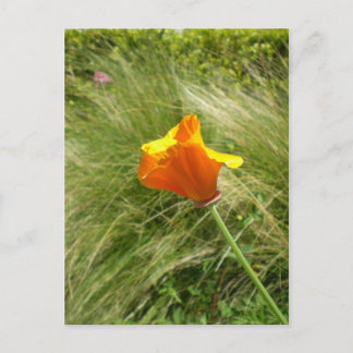 California Poppy Postcard Vykort