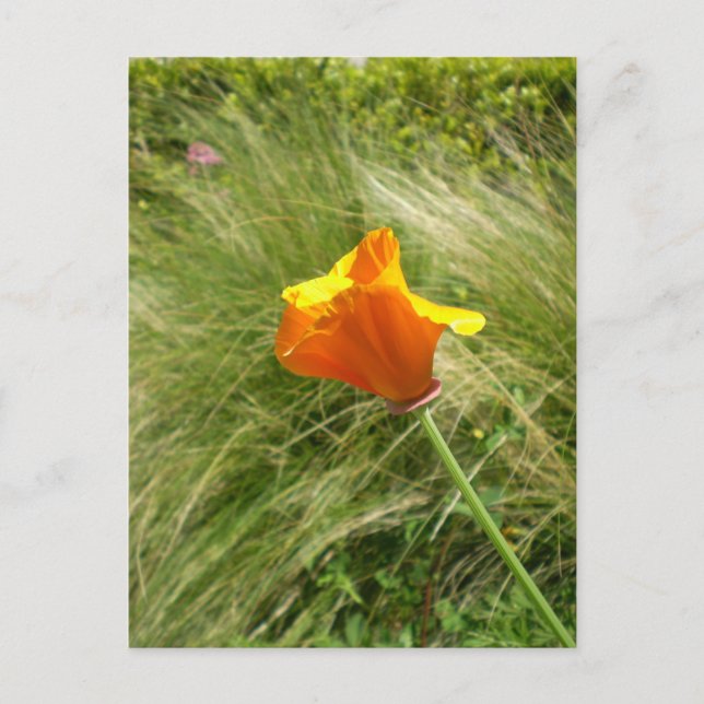 California Poppy Postcard Vykort (Framsida)