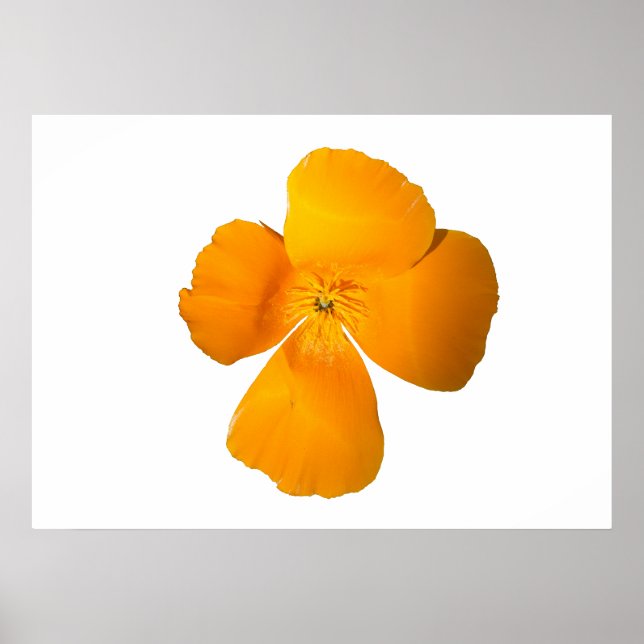 California Poppy Poster (Framsidan)