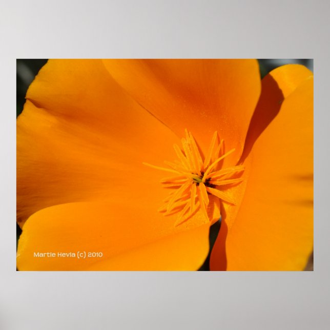 California Poppy Poster (Framsidan)