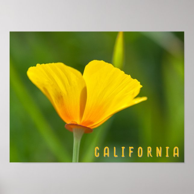 California Poppy Poster (Framsidan)