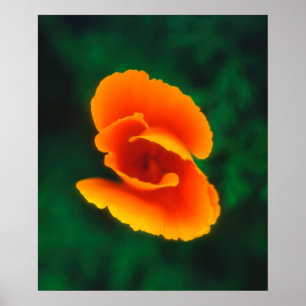 California Poppy Poster
