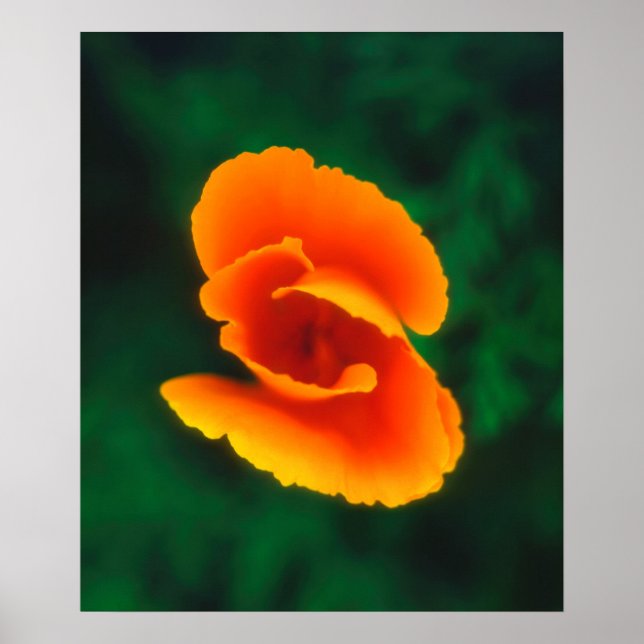 California Poppy Poster (Framsidan)
