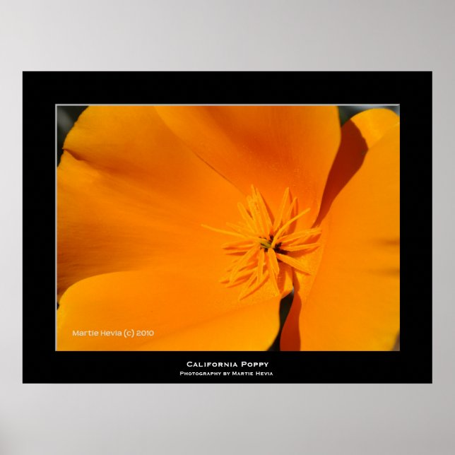 "California Poppy" Poster (Framsidan)