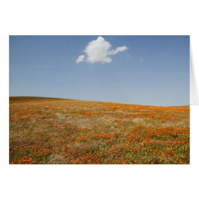 California Poppy Reserve Hälsningskort (Framsidan Horizontal)