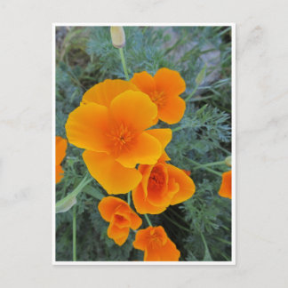 California Poppy Vykort
