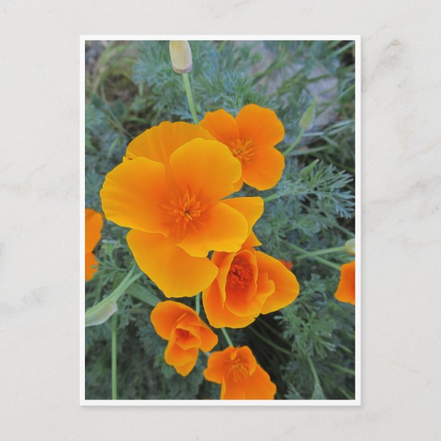 California Poppy Vykort (Framsida)
