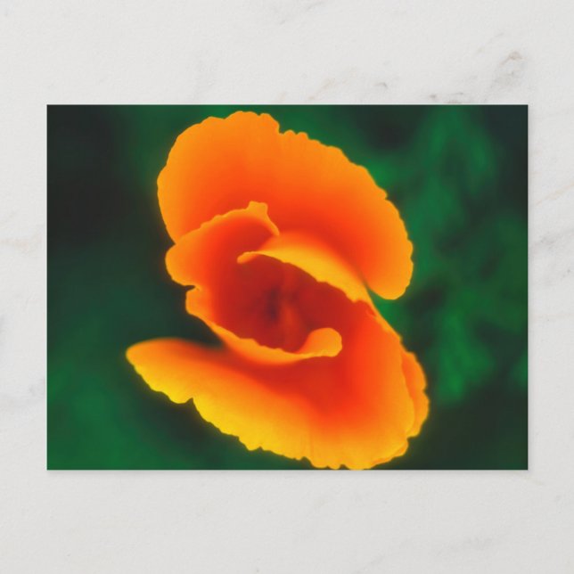 California Poppy Vykort (Framsida)