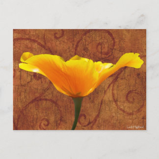 California Poppy Vykort