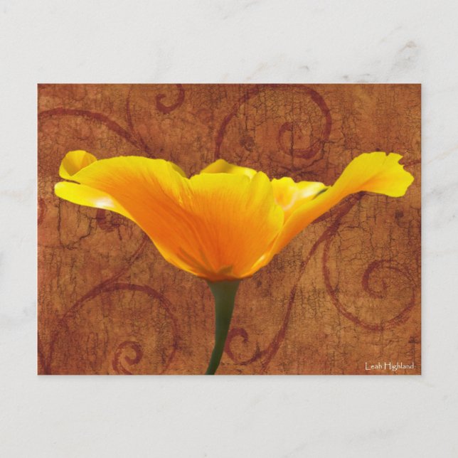 California Poppy Vykort (Framsida)