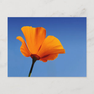 California Poppy Vykort