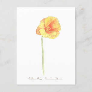 California Poppy Vykort