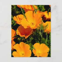 "California Poppy" Vykort