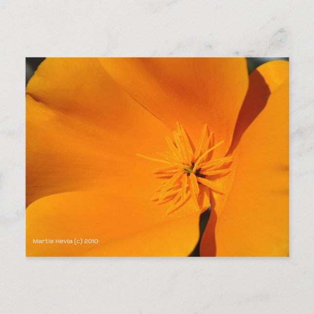 California Poppy Vykort (Framsida)