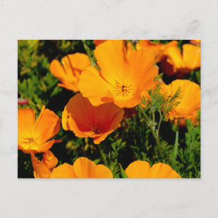 "California Poppy" Vykort