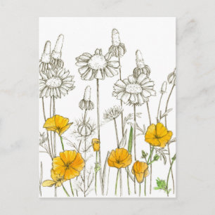 California Poppy WildblomPlant Sketch Vykort