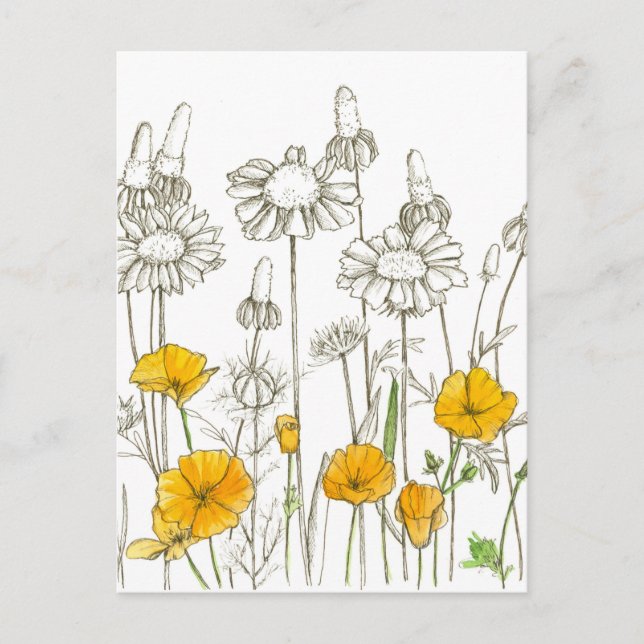 California Poppy WildblomPlant Sketch Vykort (Framsida)