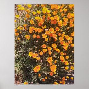 California Poppy Wildblomskugga Poster