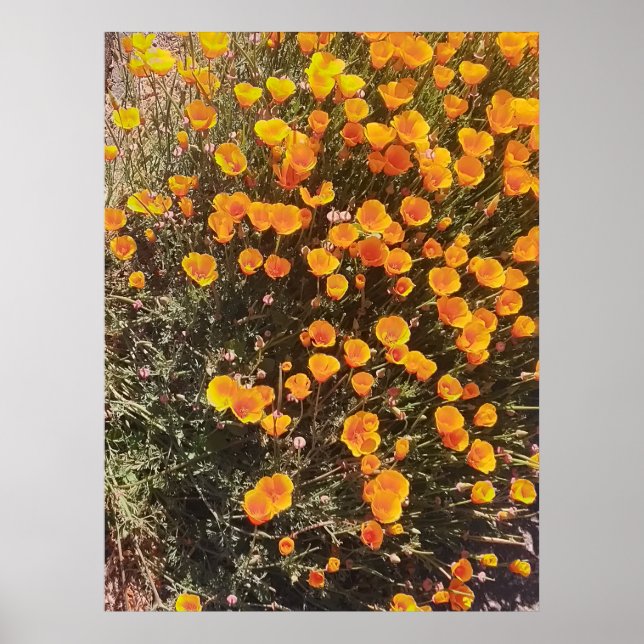 California Poppy Wildblomskugga Poster (Framsidan)