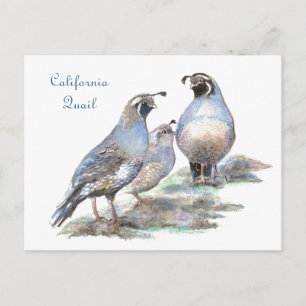 California Quail, Bird, Nature, Wildlife Vykort