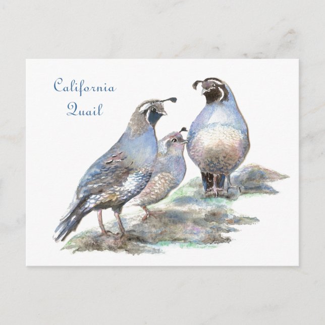 California Quail, Bird, Nature, Wildlife Vykort (Framsida)