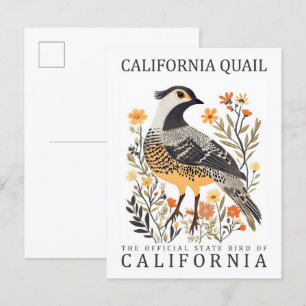 California Quail Bird of California USA Travel Vykort