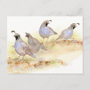 California Quail, Birds, Nature, Wildlife Vykort