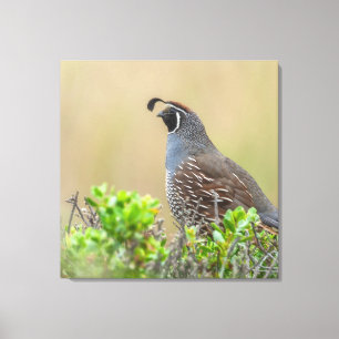 California Quail Canvastryck