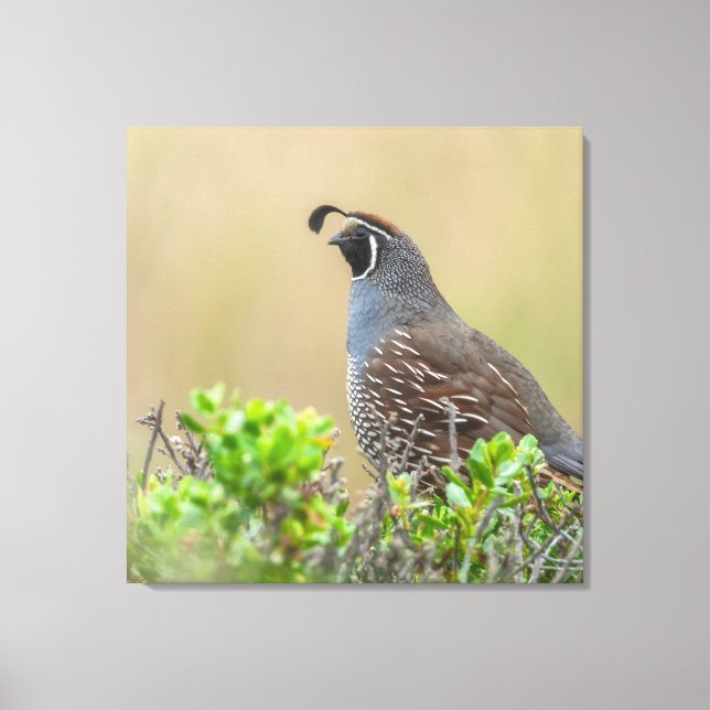 California Quail Canvastryck (Framsida)