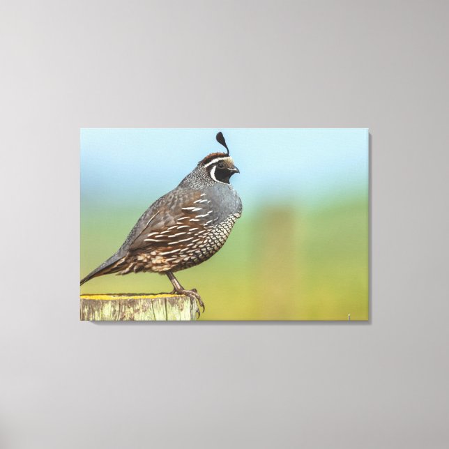 California Quail Canvastryck (Framsida)