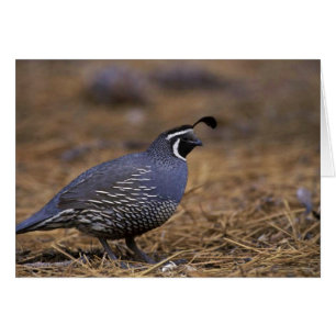 California Quail Hälsningskort