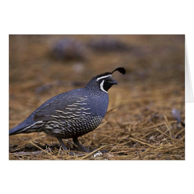 California Quail Hälsningskort (Framsidan Horizontal)