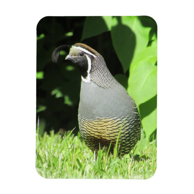 California Quail in Sunshine Magnet (Vertikal)