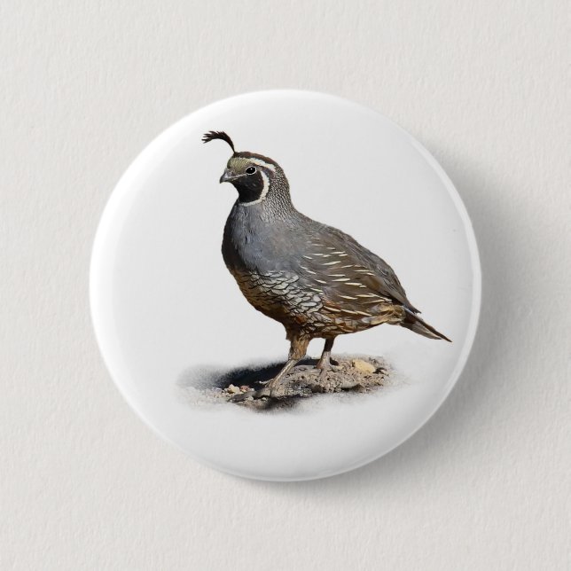 CALIFORNIA QUAIL KNAPP (Framsida)