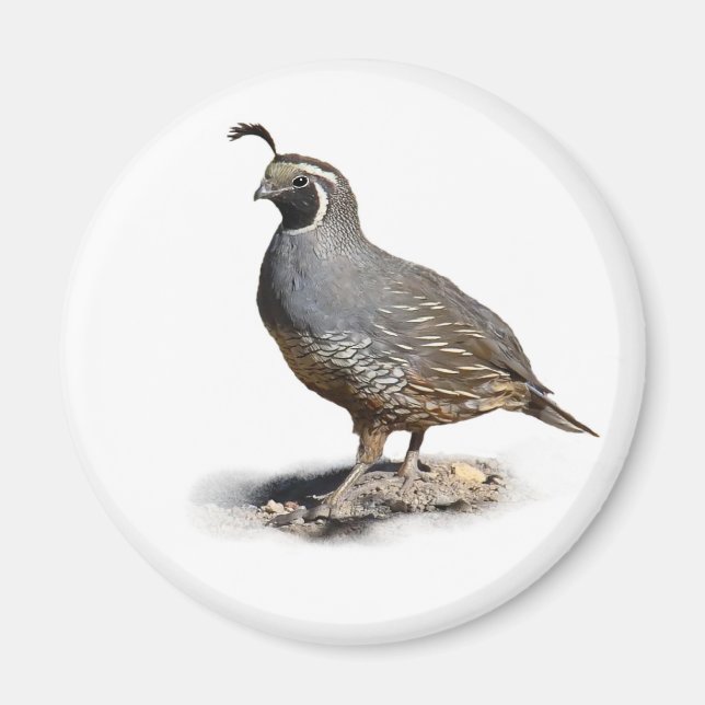 CALIFORNIA QUAIL MAGNET (Framsidan)