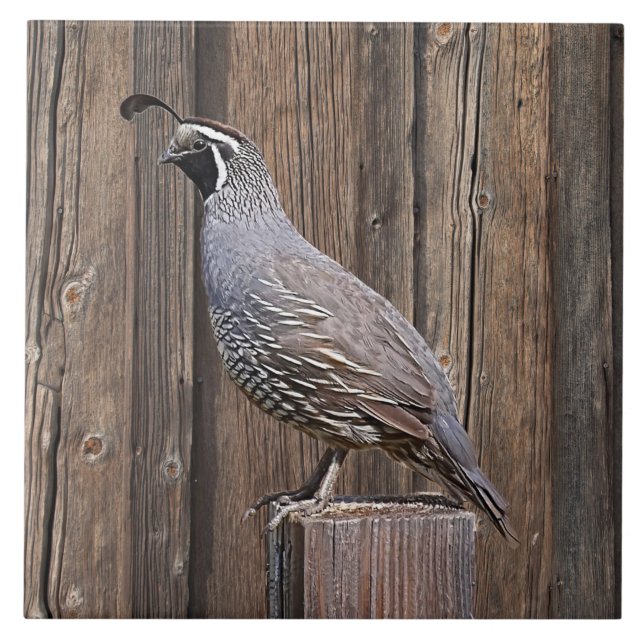 CALIFORNIA QUAIL PÅ BARNBOARD KAKELPLATTA (Framsidan)