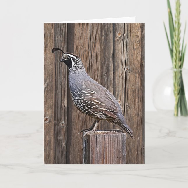 CALIFORNIA QUAIL PÅ BARNBOARD KORT (Framsida)