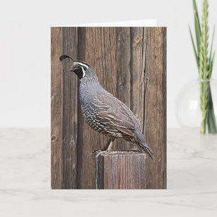 CALIFORNIA QUAIL PÅ BARNBOARD KORT