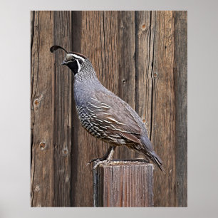 CALIFORNIA QUAIL PÅ BARNBOARD POSTER