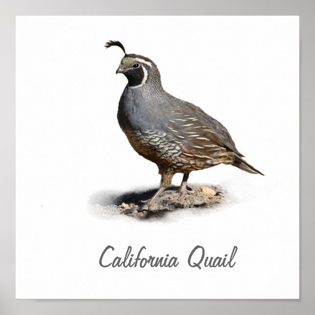 CALIFORNIA QUAIL POSTER (Framsidan)