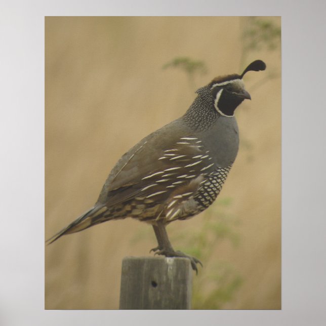 California Quail Poster (Framsidan)