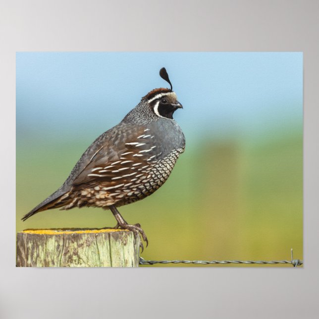 California Quail Poster (Framsidan)