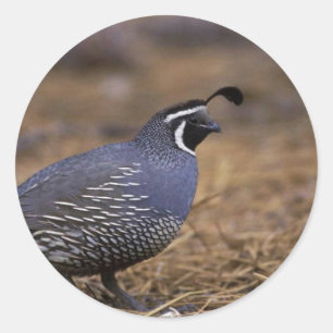 California Quail Runt Klistermärke