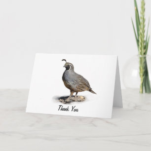 CALIFORNIA QUAIL - TACK KORT