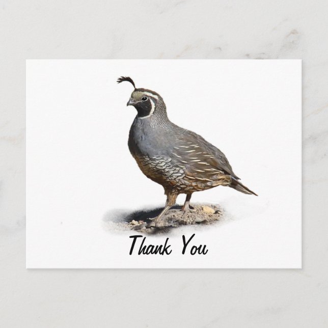 CALIFORNIA QUAIL - TACK VYKORT (Framsida)
