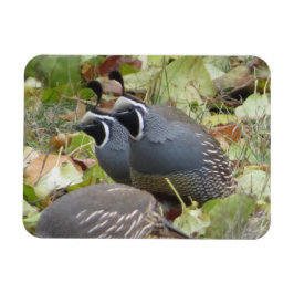 California Quail Twillingars Magnet