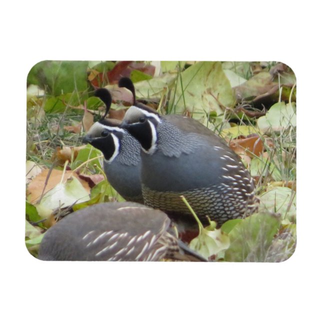 California Quail Twillingars Magnet (Horisontell)