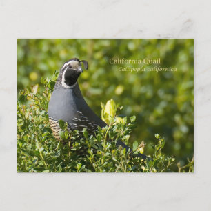 California Quail Vykort