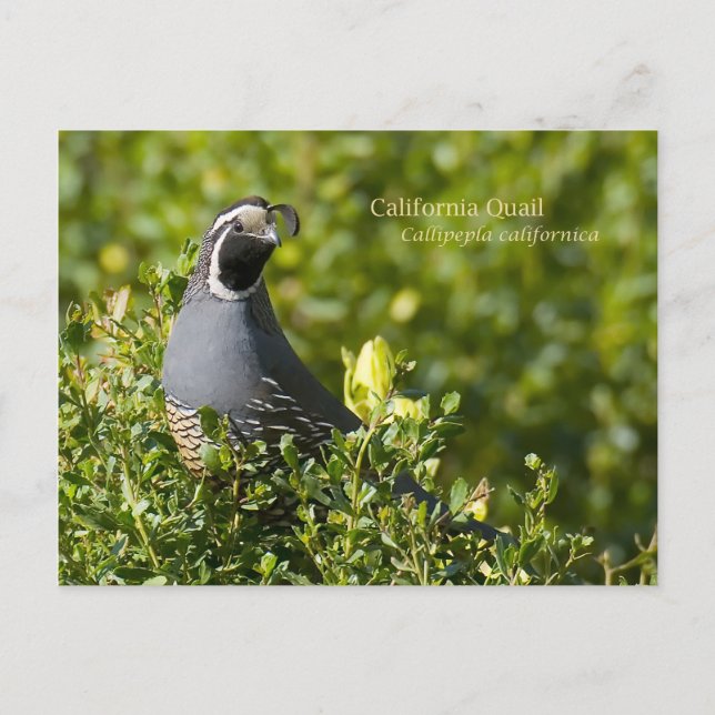 California Quail Vykort (Framsida)