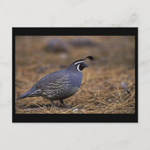 California Quail Vykort